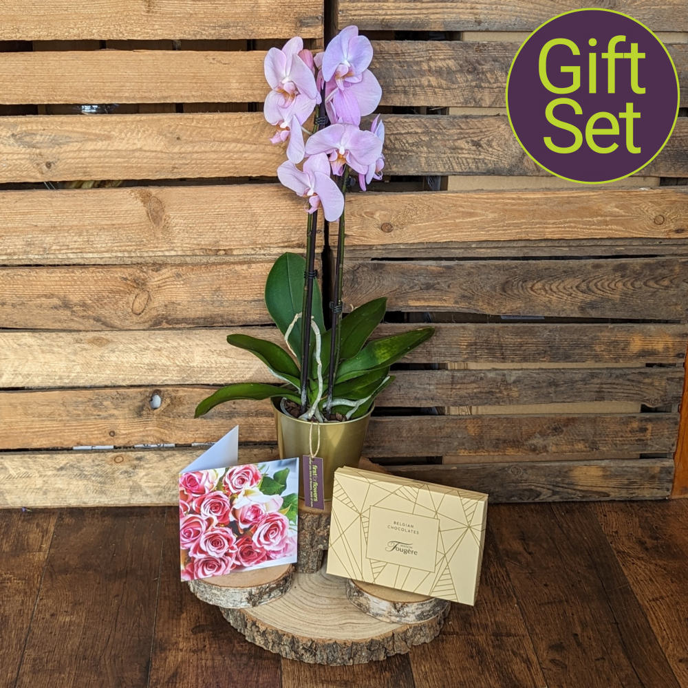 Orchid Plant Gift Set